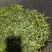 云南勐库大雪山古树茶，头春头采，生态好，品质保证，