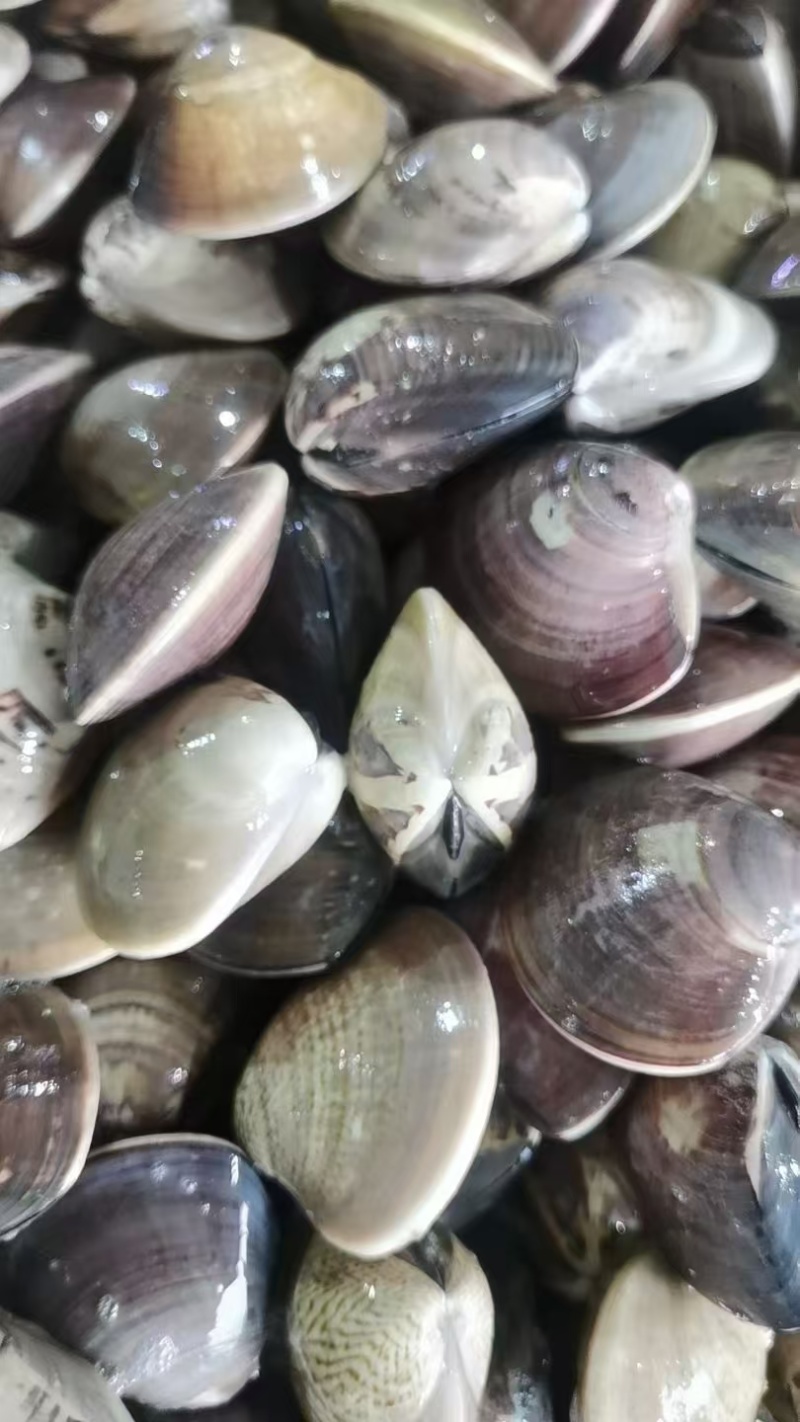 甲贝