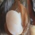甲贝