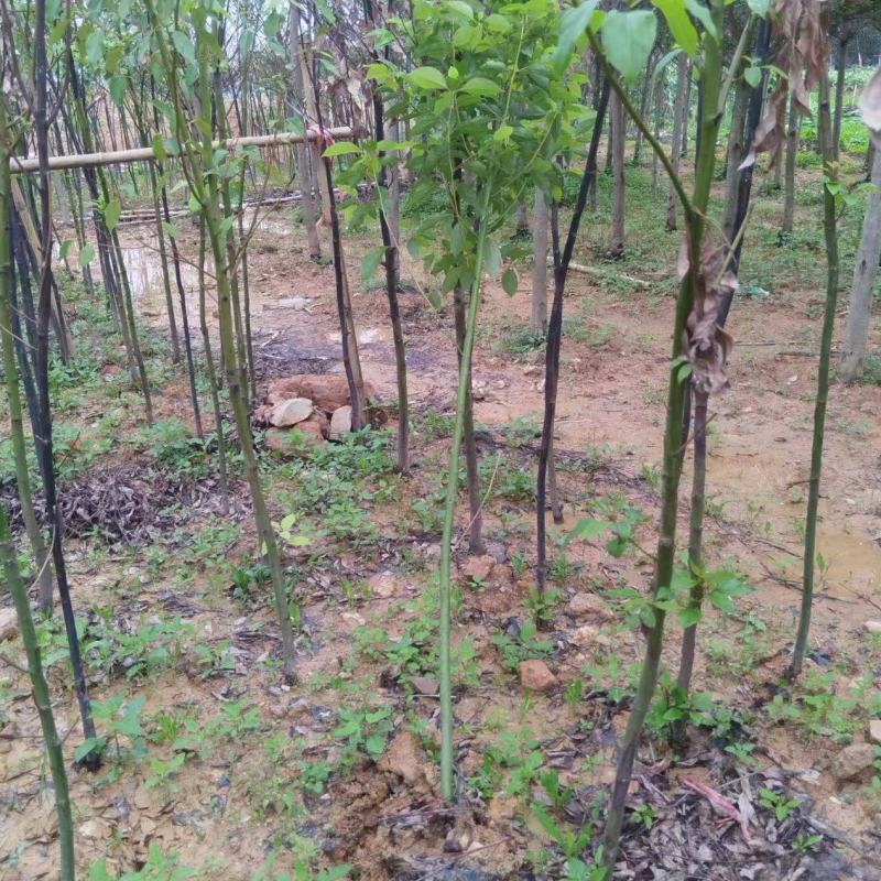 香樟绿化苗木樟树香樟绿化苗木产地直供量大优惠