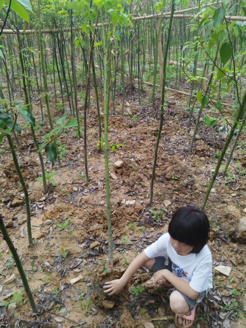香樟绿化苗木樟树香樟绿化苗木产地直供量大优惠