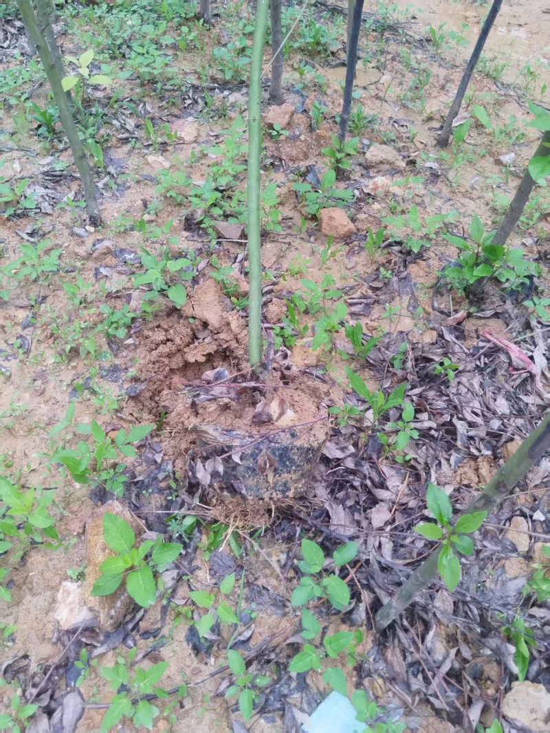 香樟绿化苗木樟树香樟绿化苗木产地直供量大优惠