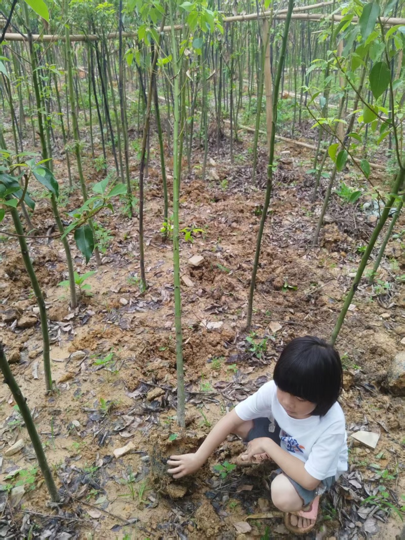 香樟绿化苗木樟树香樟绿化苗木产地直供量大优惠