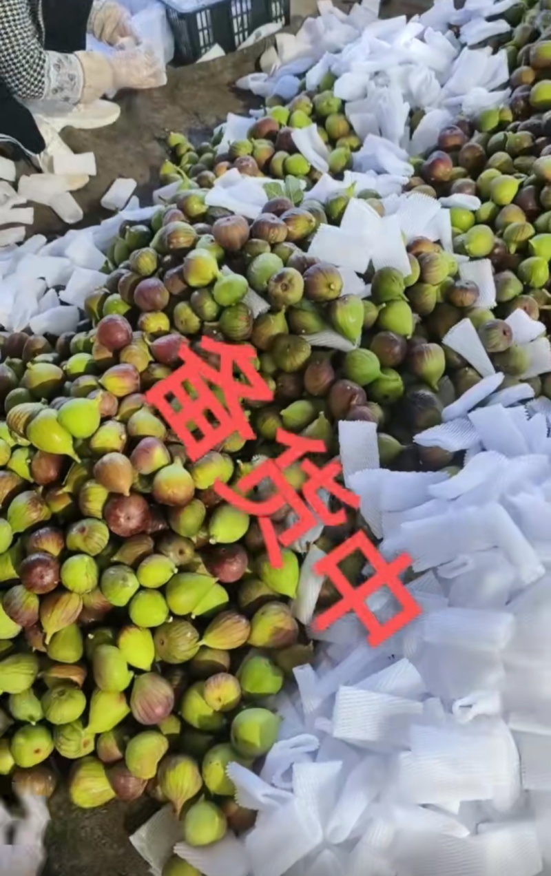 无花果果园直发，新鲜直达，200斤起订，全年供货