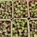 无花果果园直发，新鲜直达，200斤起订，全年供货