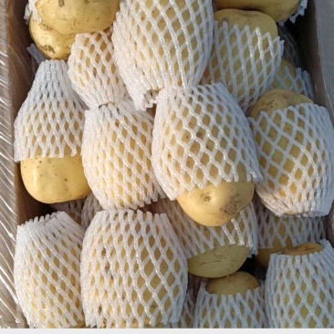精品荷兰V7沃土常磊8号套网装箱手选高端货