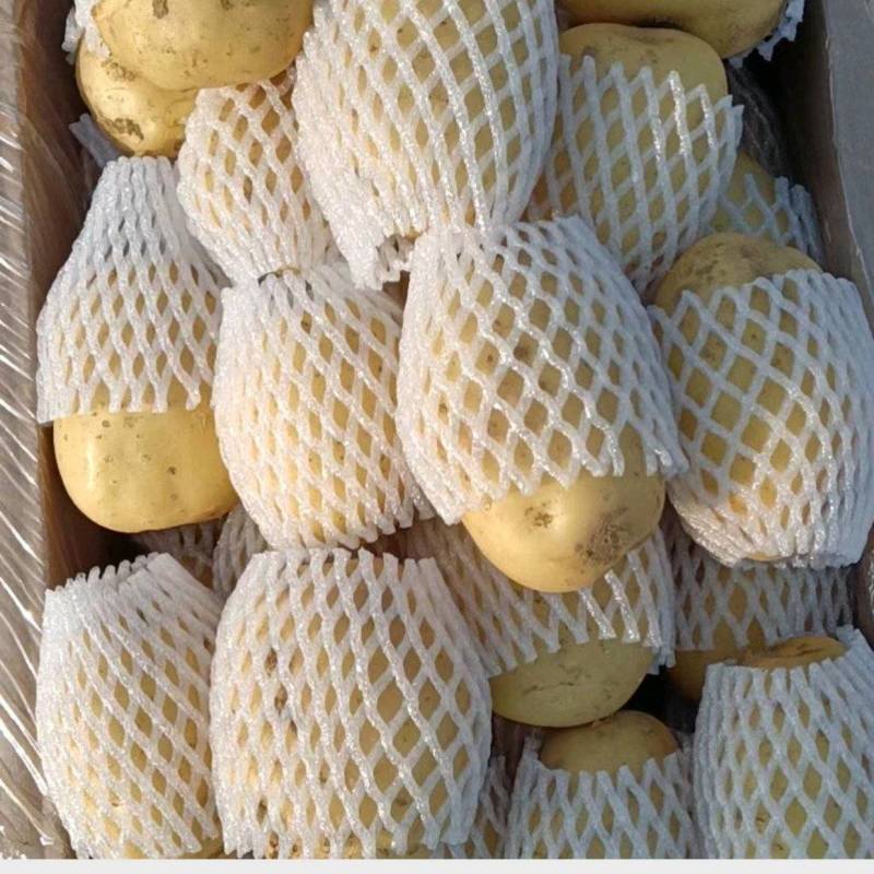 精品荷兰V7沃土常磊8号套网装箱手选高端货
