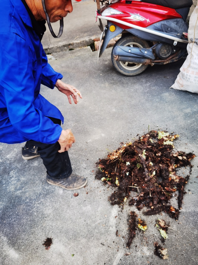 骨碎补鲜货