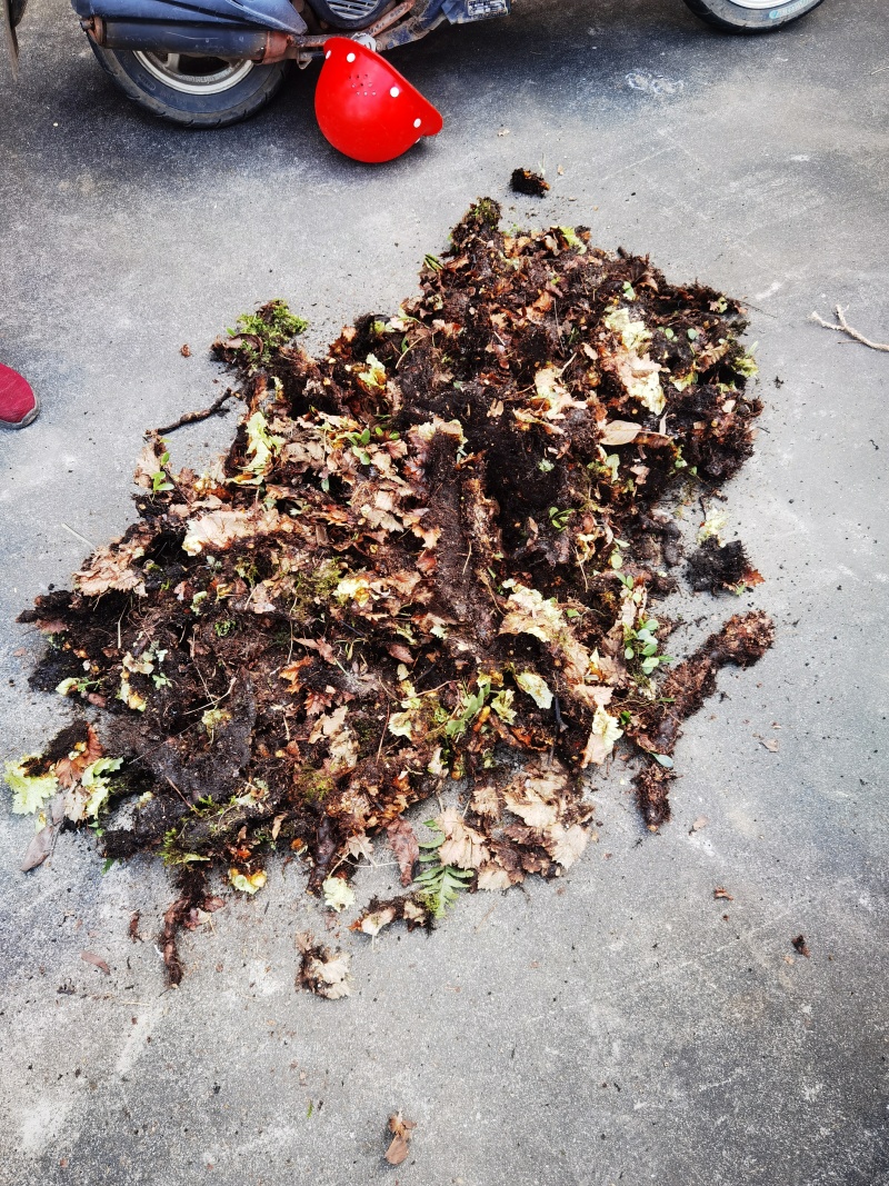 骨碎补鲜货