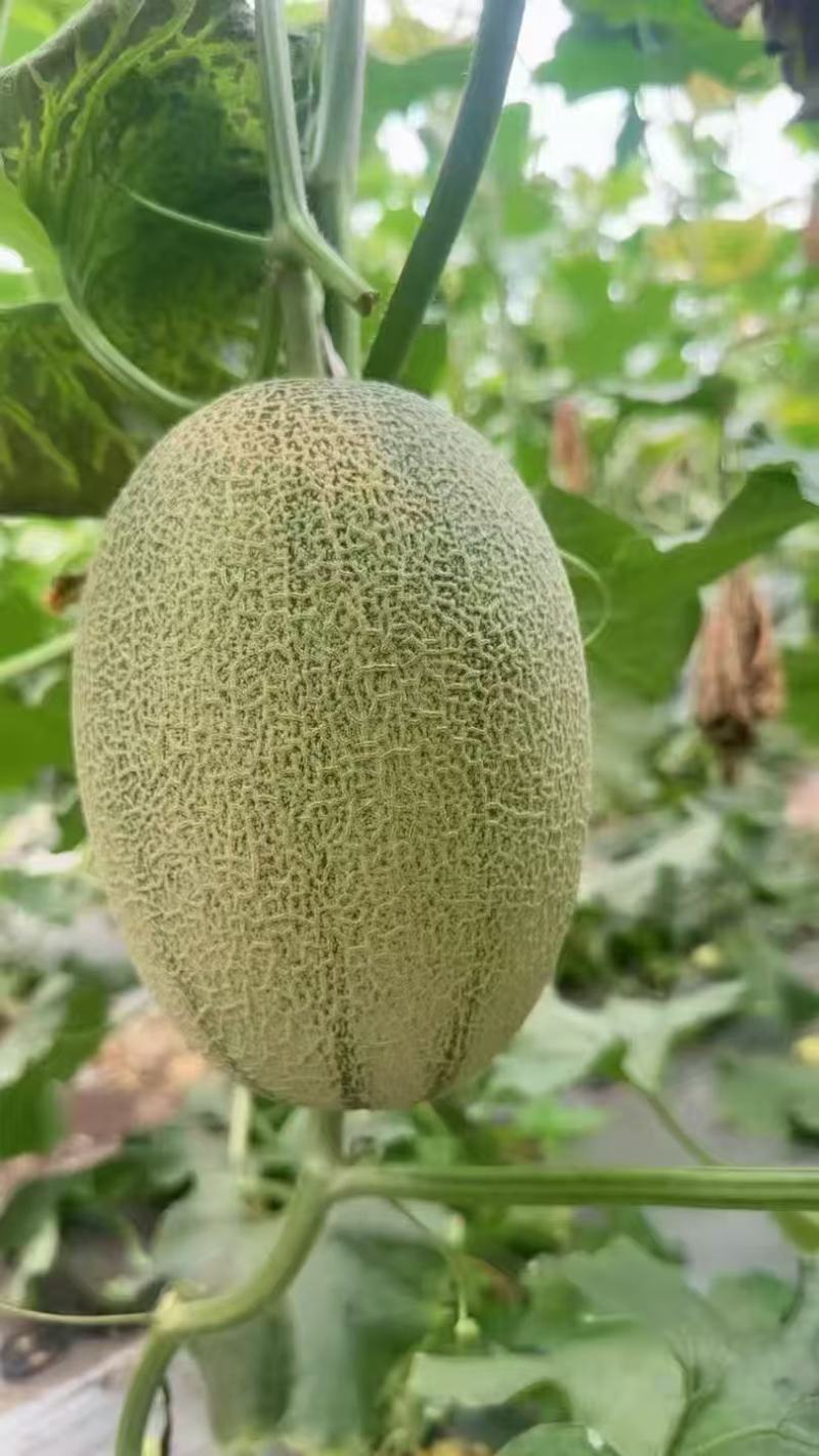 海南优质哈密瓜新鲜采摘当日发货甜爽可口