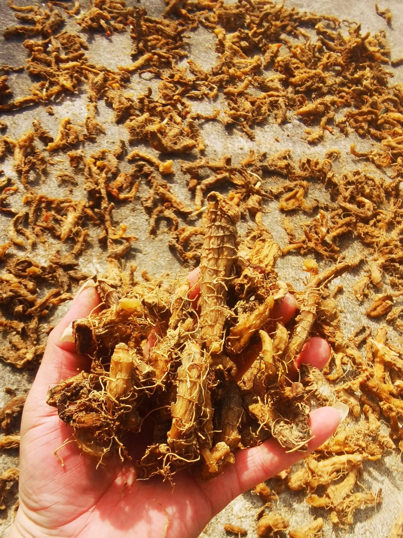 玉竹
