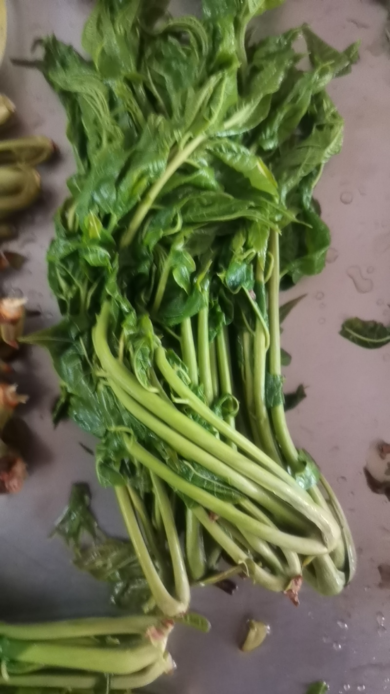 商用袋装香椿咸菜公司货源充足，250克和500克两个规格