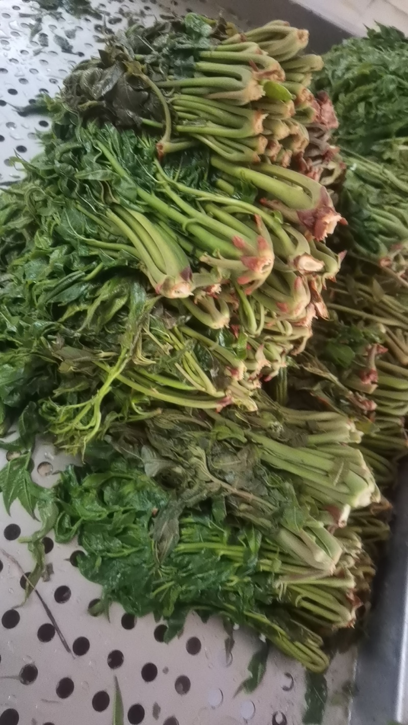 商用袋装香椿咸菜公司货源充足，250克和500克两个规格