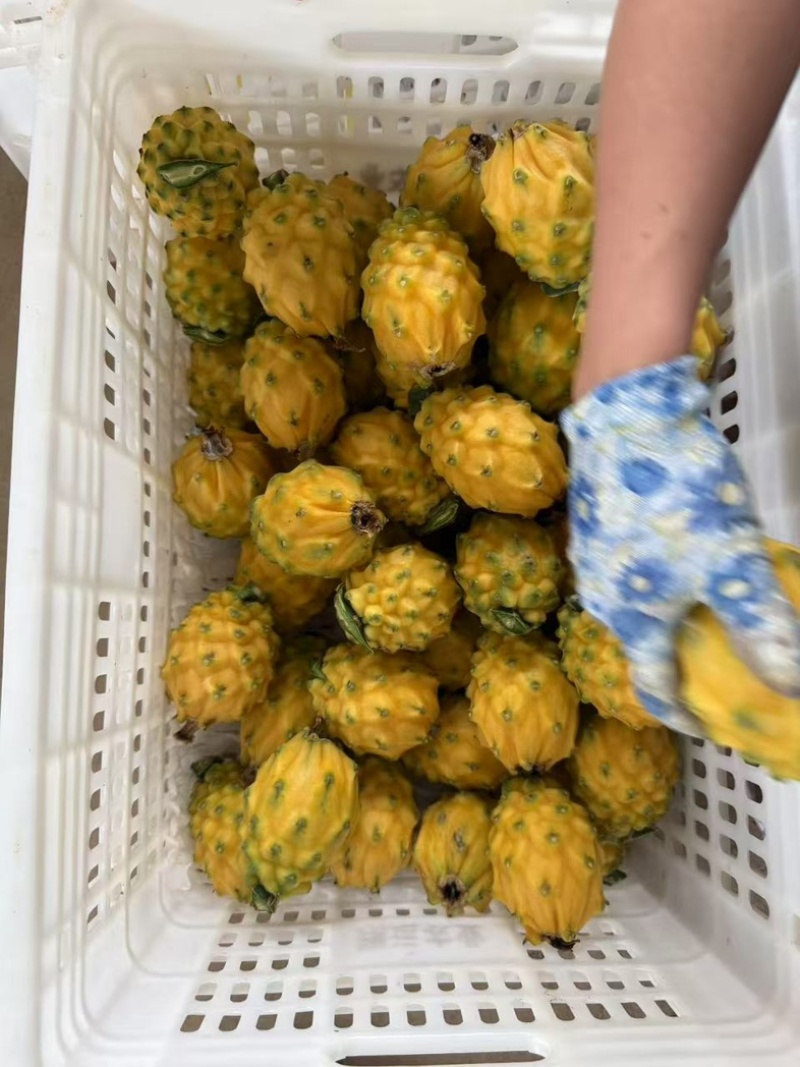 燕窝果