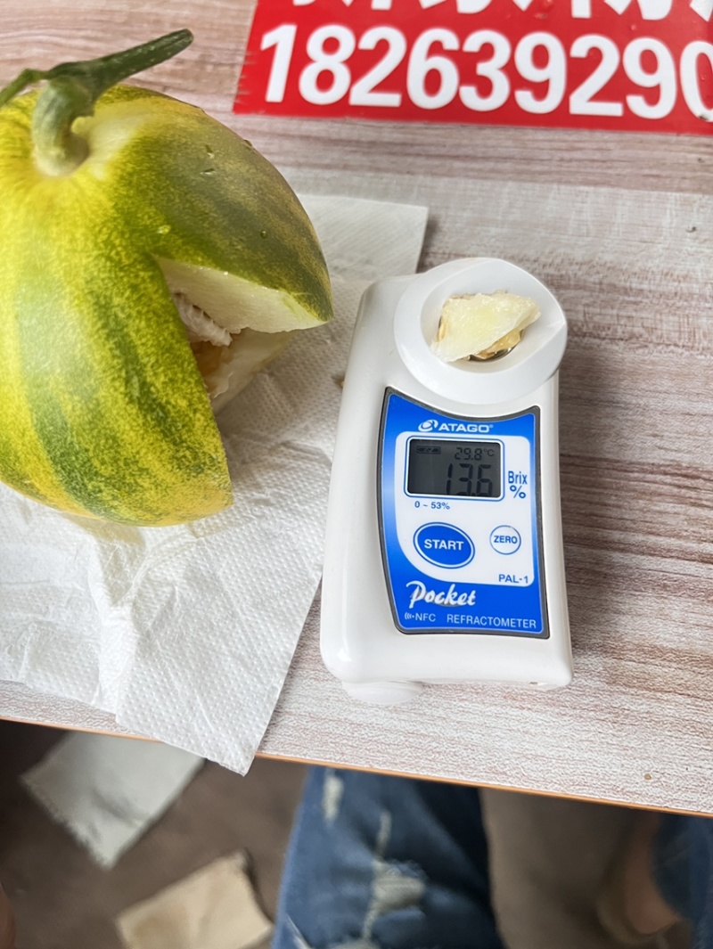 【精品】花蕾甜瓜甜度高实力供货万亩甜瓜产区欢迎采购
