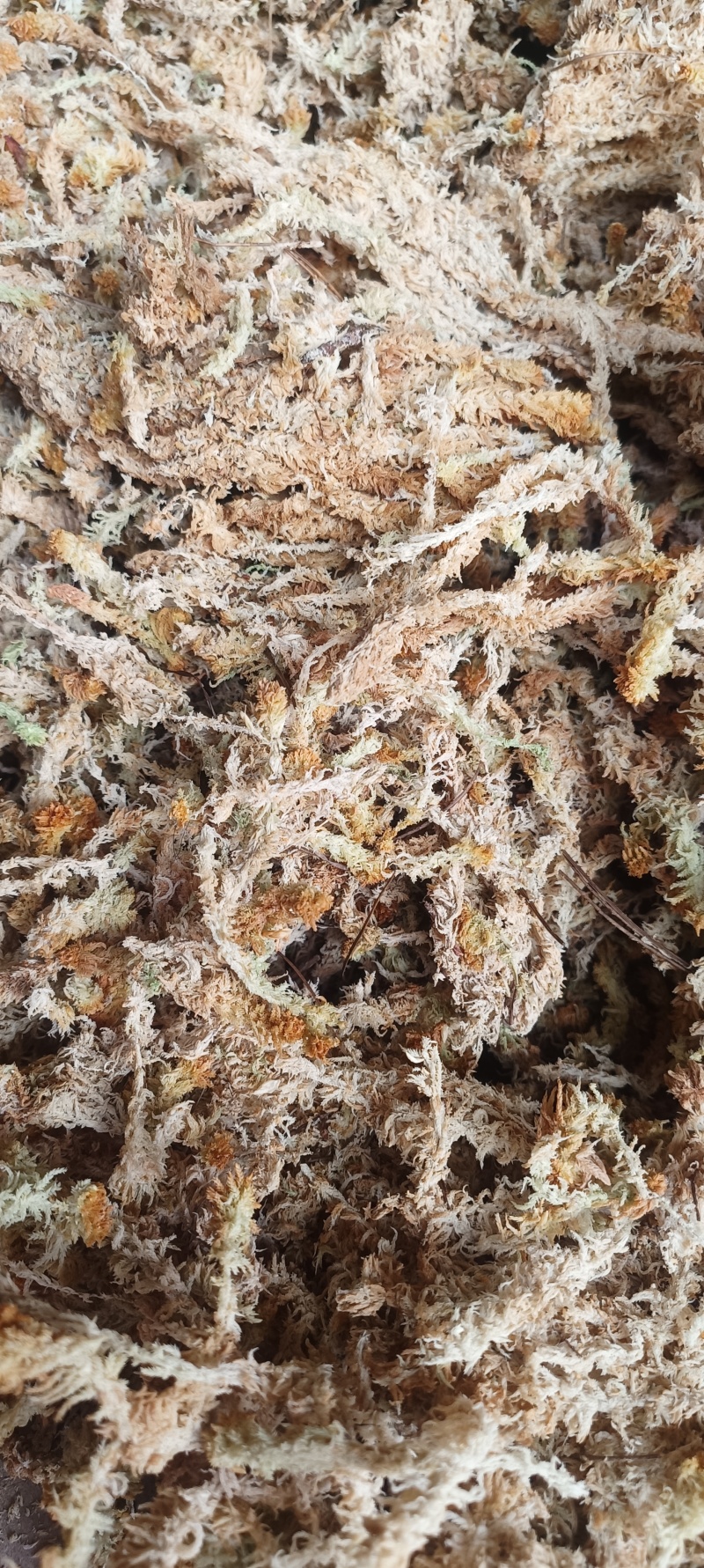 精品水苔