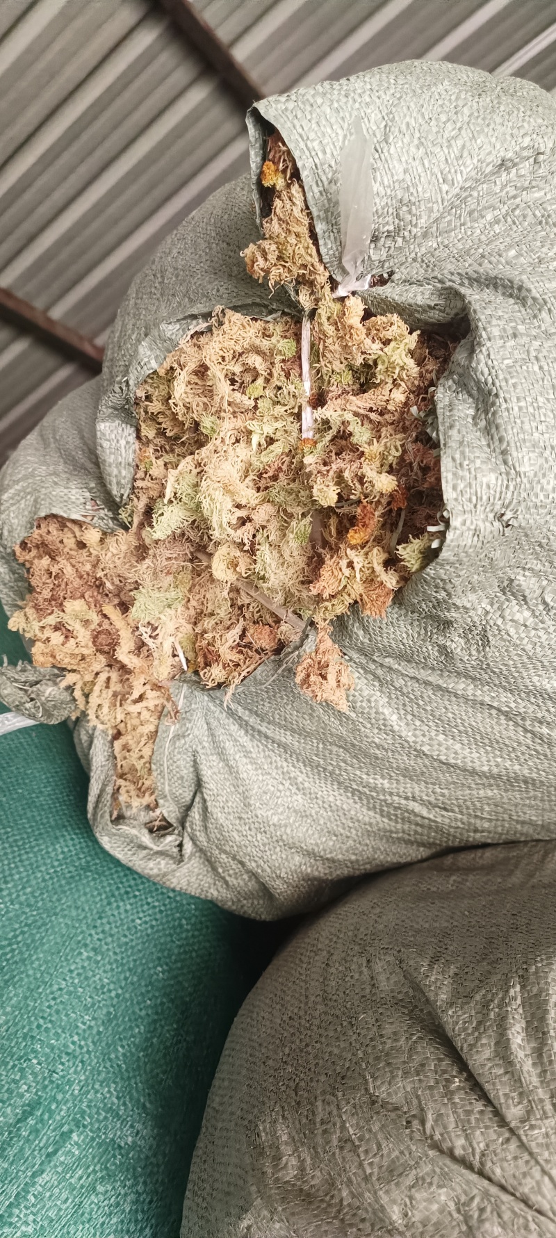 精品水苔