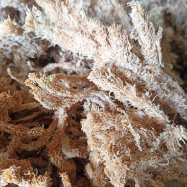 精品水苔