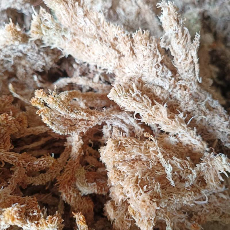 精品水苔