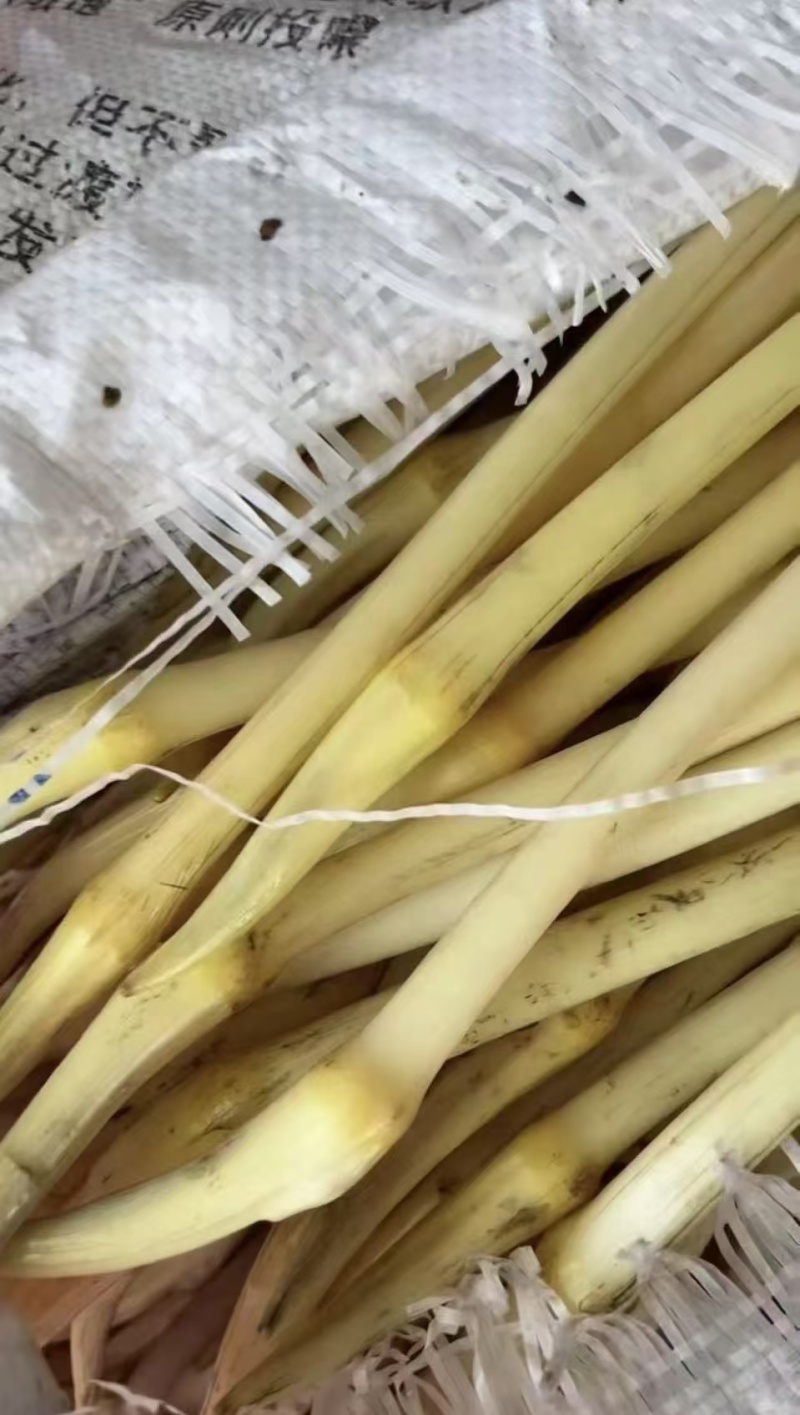 精品藕带。基地种植。欢迎新老顾客购买。大量上市。