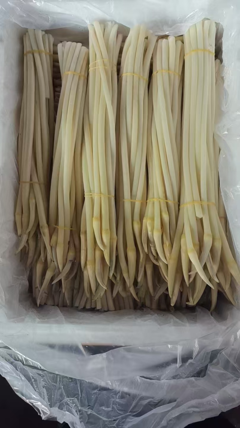 精品藕带。基地种植。欢迎新老顾客购买。大量上市。
