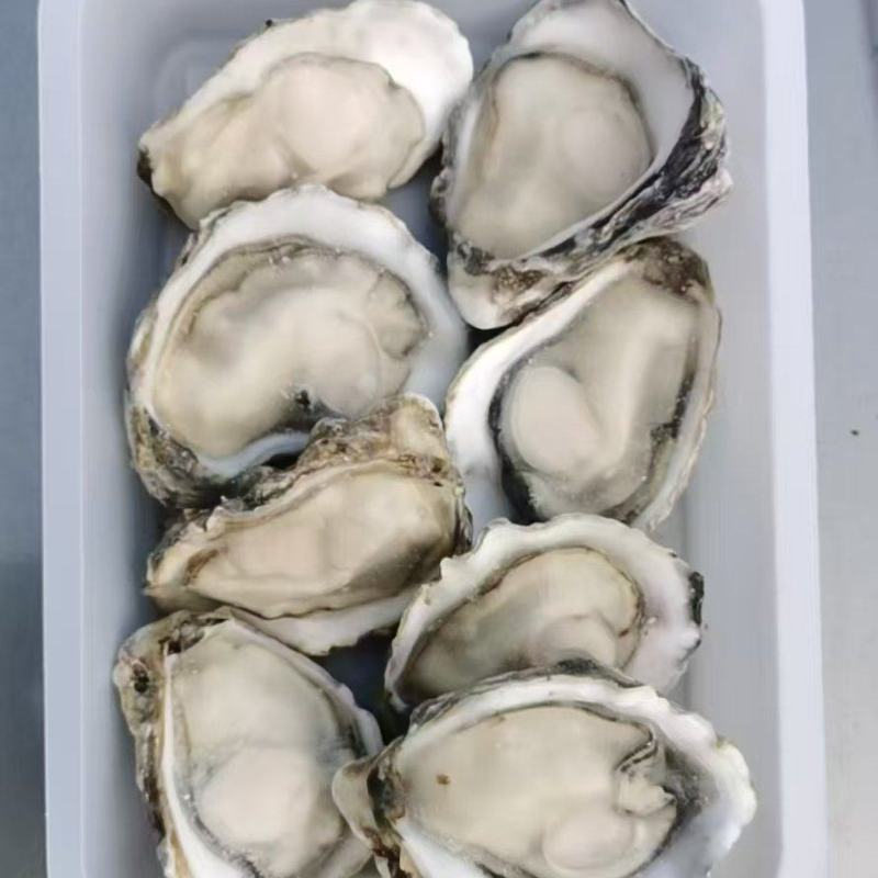 乳山生蚝场地流通精直发
