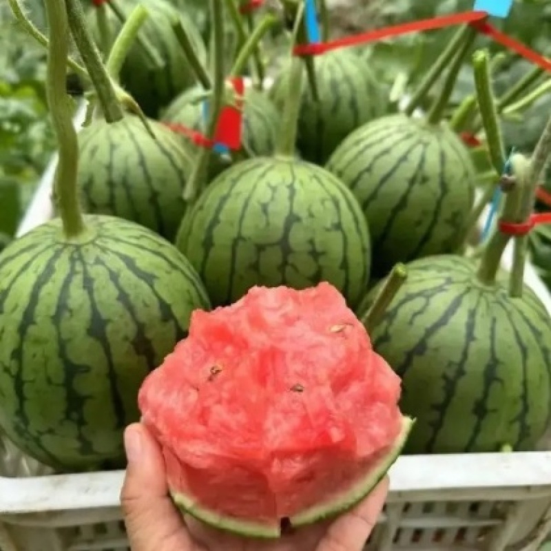 吊篮西瓜/小糖丸/陕西蒲城礼品瓜产地现采现发…
