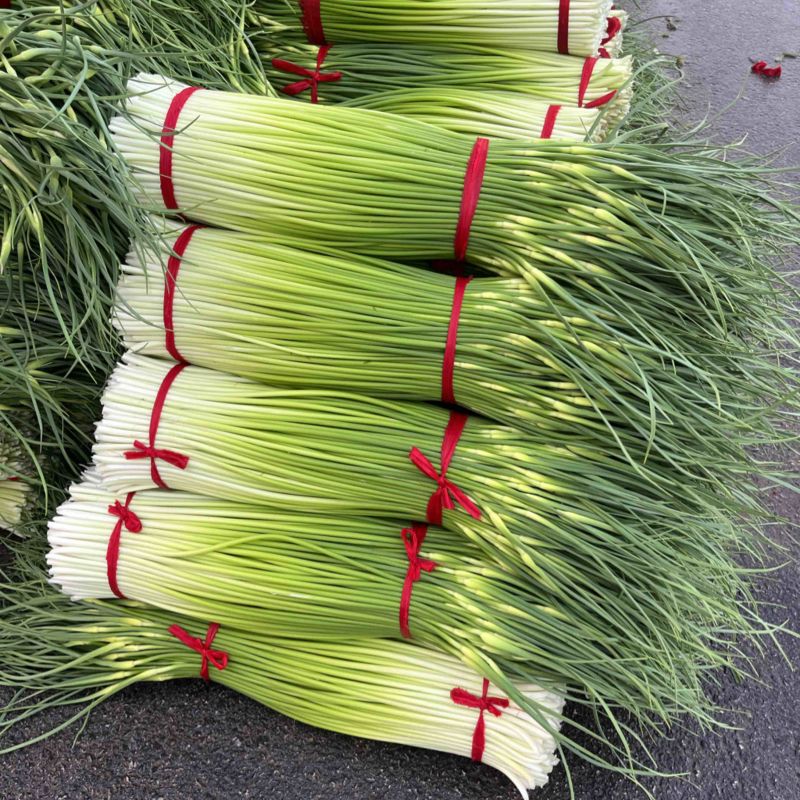 江苏丰县白帽蒜薹大量上市上货量快可挑拣收货实力代办