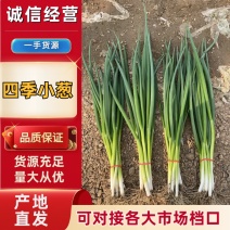 鑫茂田园优质小葱大量上市，产地直发，保质保量，诚信经营