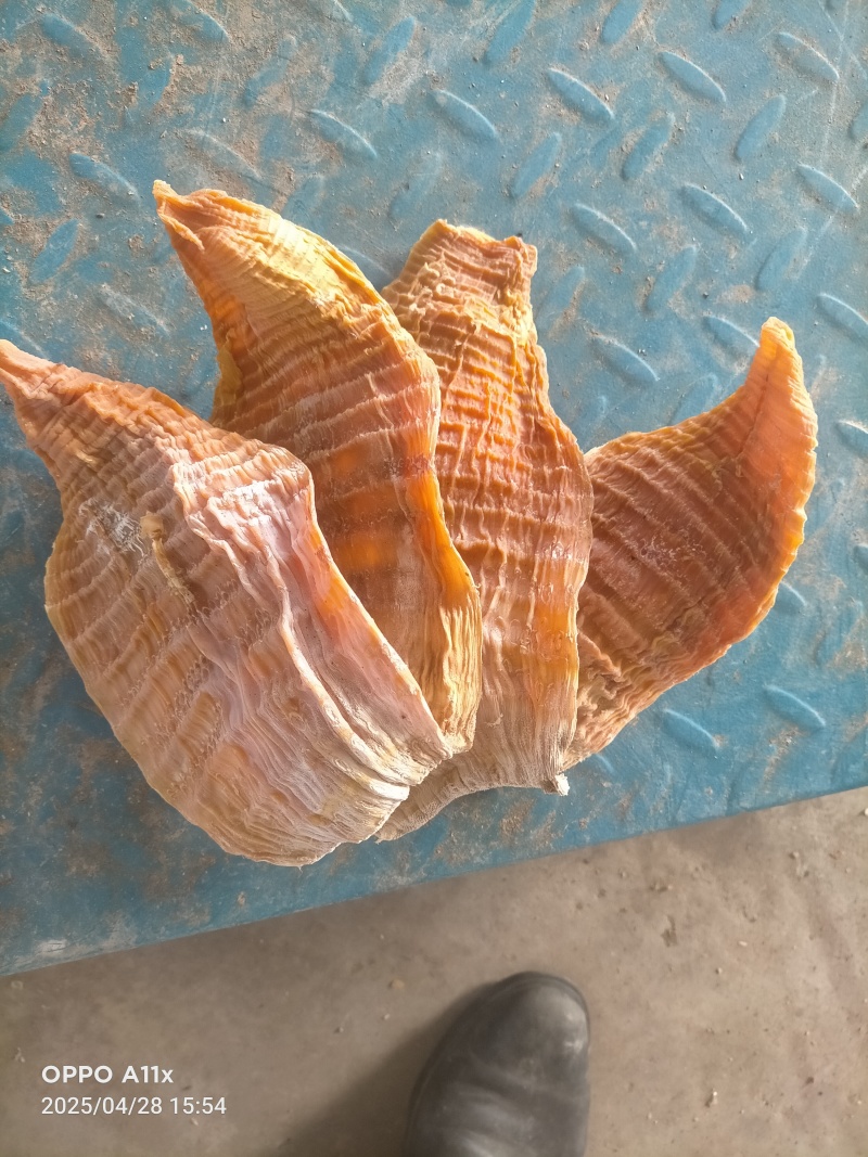 高山玉兰片
