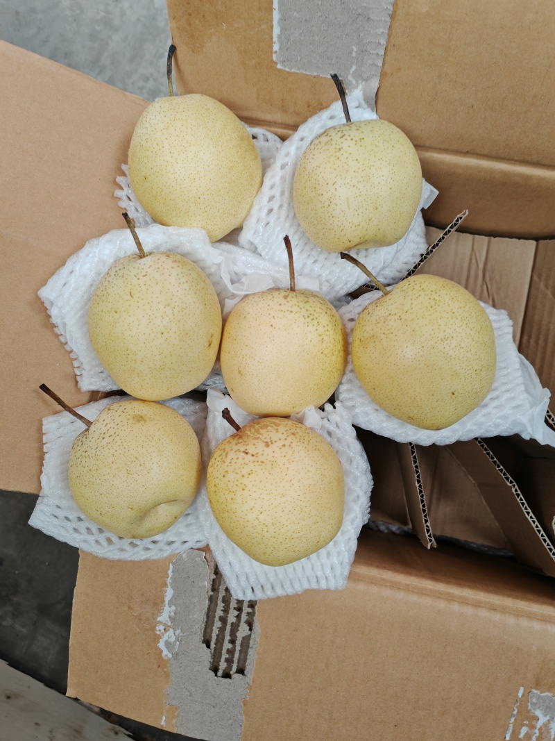 雪花梨河北雪花梨赵县雪花梨超市优选产品农超对接
