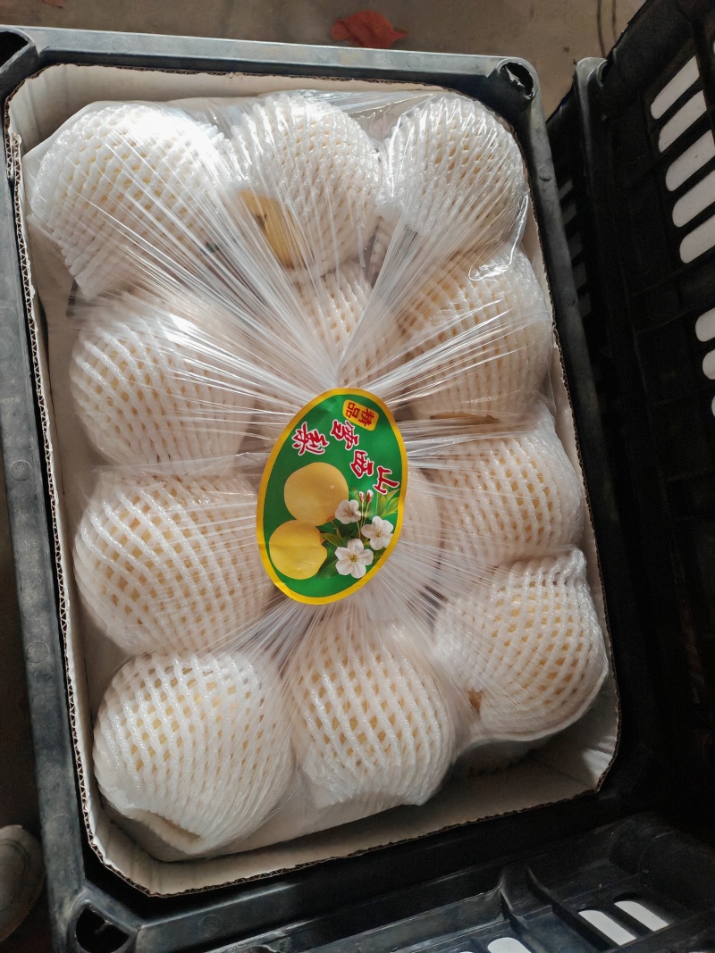雪花梨河北雪花梨赵县雪花梨超市优选产品农超对接
