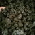 免水洗沙桑椹干，电商专用桑椹干