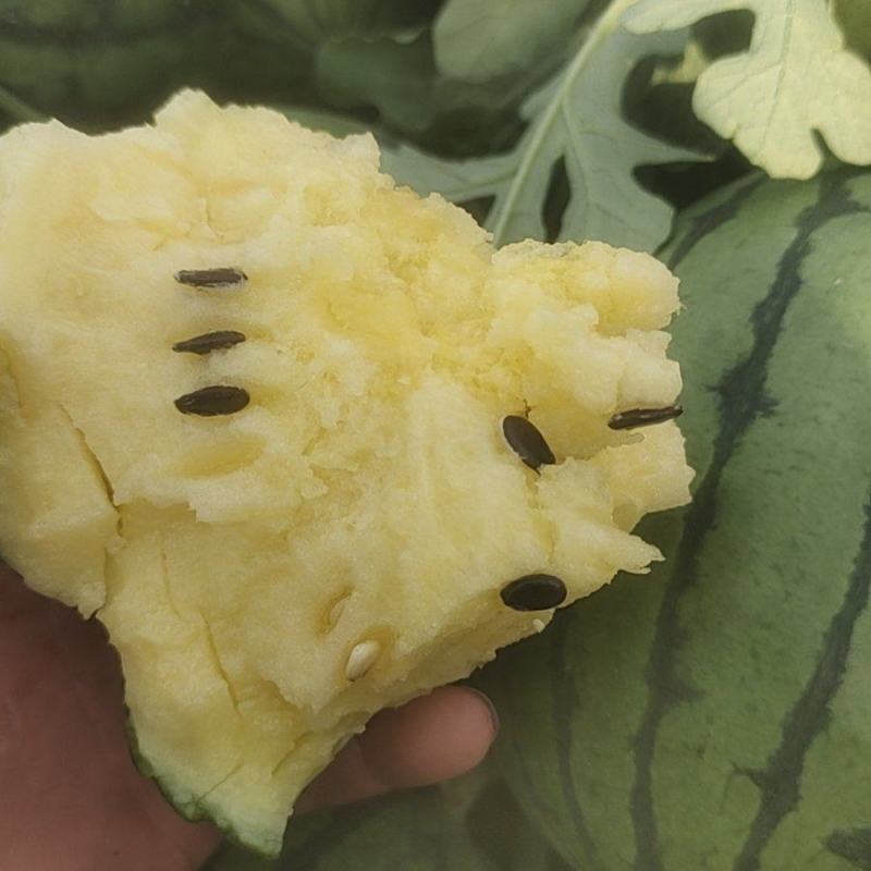 彩虹西瓜