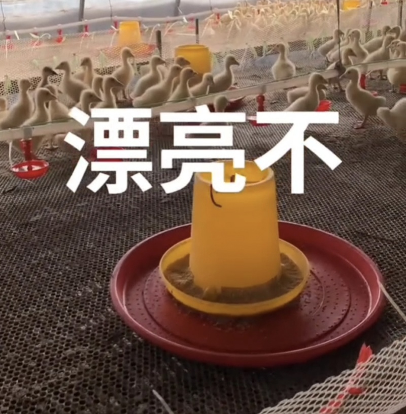 鸡鸭鹅禽饮水碗鸡鸭鹅乳头吊杯饮水器小鸡接水杯新型鸡自动饮
