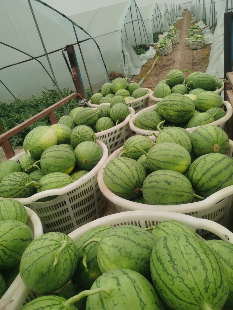 武汉江夏嘉秀西瓜，产地货源包熟包甜欢迎电话联系