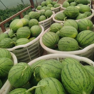 武汉江夏嘉秀西瓜，产地货源包熟包甜欢迎电话联系