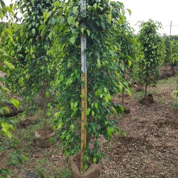 垂叶榕绿化苗木榕树垂叶榕榕树基地直发量大优惠