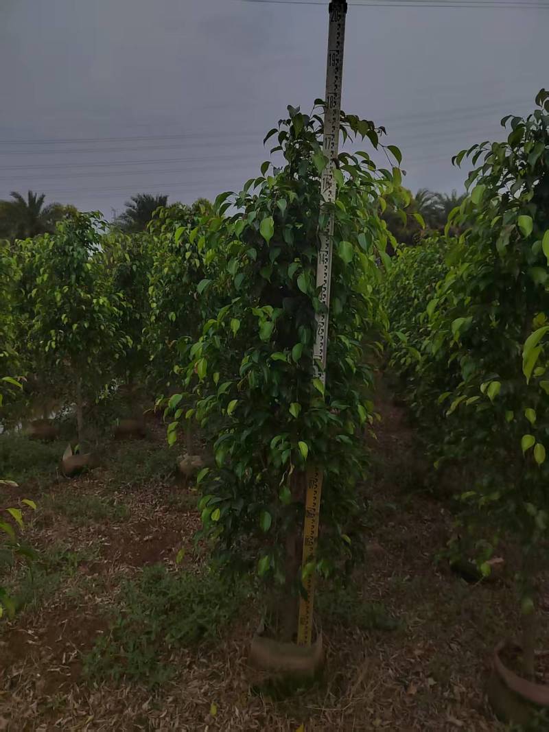 垂叶榕绿化苗木榕树垂叶榕榕树基地直发量大优惠