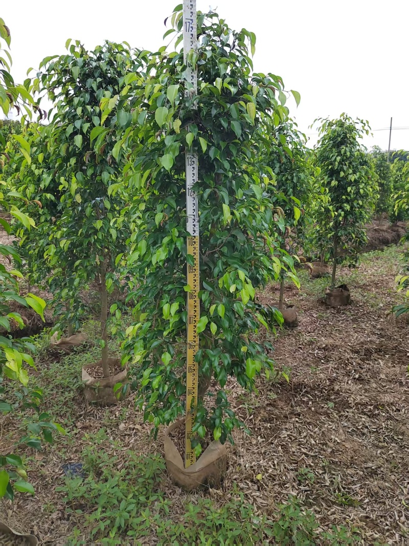 垂叶榕绿化苗木榕树垂叶榕榕树基地直发量大优惠