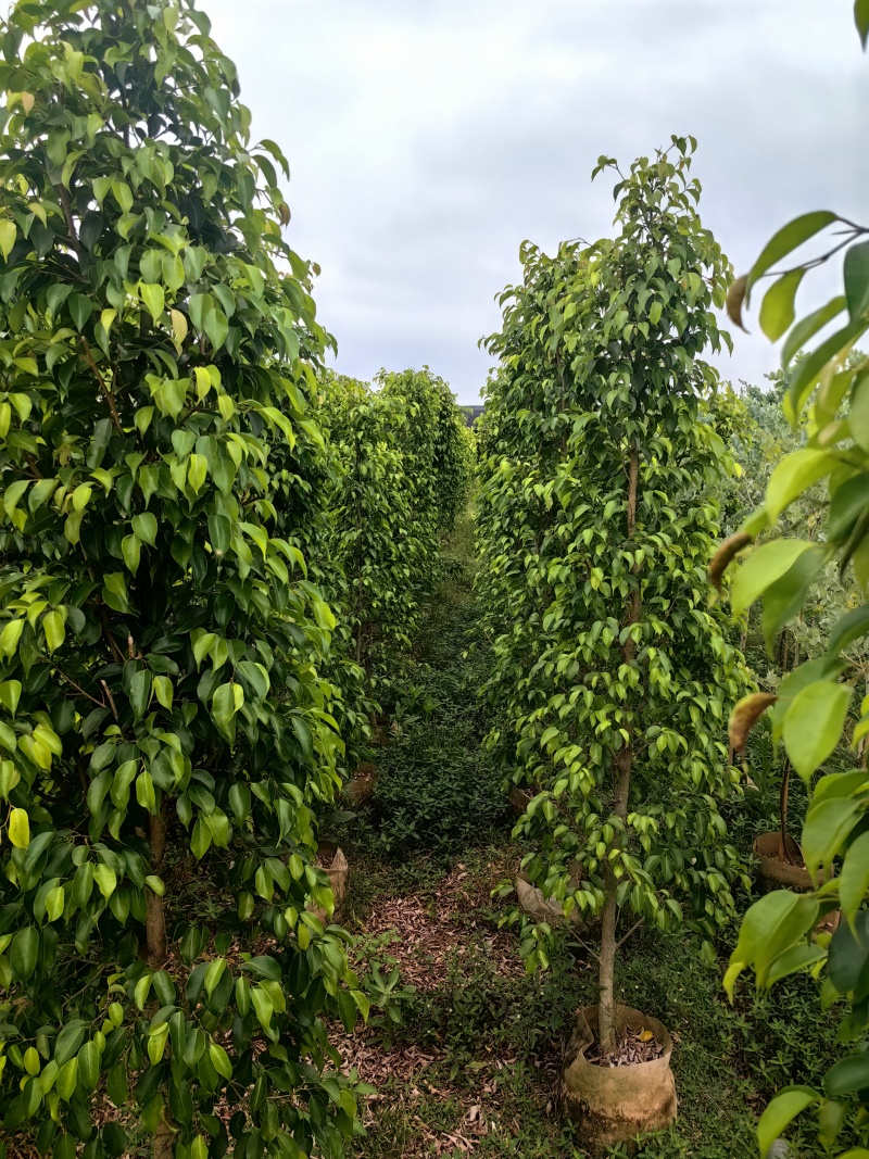 垂叶榕绿化苗木榕树垂叶榕榕树基地直发量大优惠