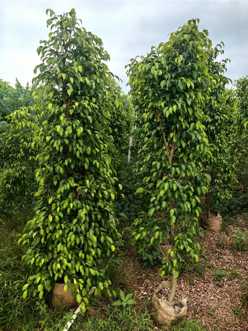 垂叶榕绿化苗木榕树垂叶榕榕树基地直发量大优惠