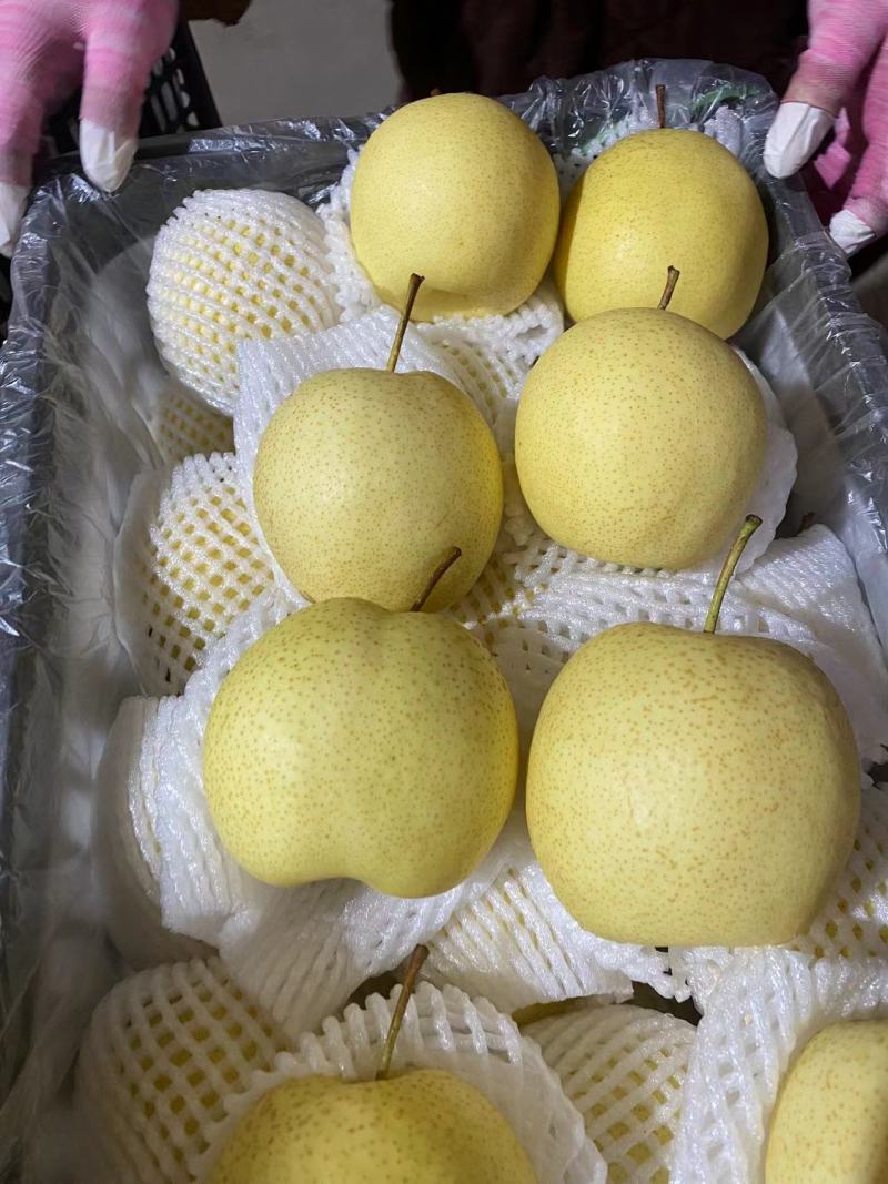 雪梨赵县雪花梨河北雪花梨口感脆甜产地直发