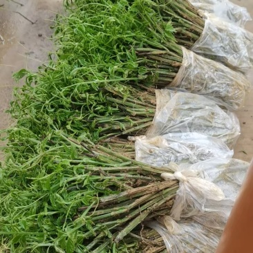 贵州精品三叶青苗基地植发品质保证量大从优