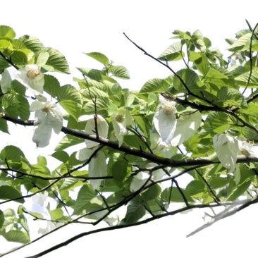 中华鸽子树珙桐杯苗盆栽别墅庭院观花叶室内绿植物基地直销新
