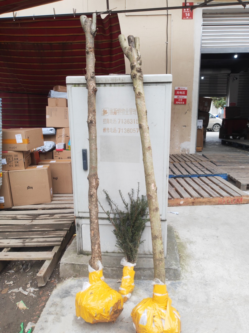 中华鸽子树珙桐杯苗盆栽别墅庭院观花叶室内绿植物基地直销新