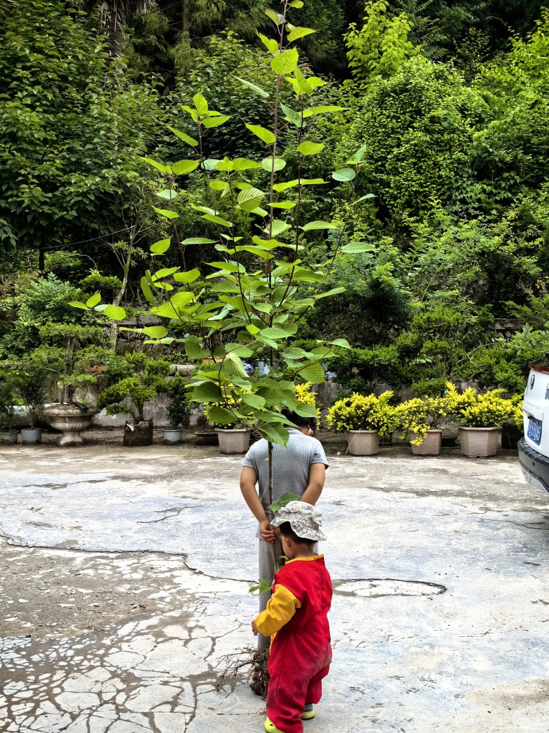 中华鸽子树珙桐杯苗盆栽别墅庭院观花叶室内绿植物基地直销新