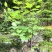 中华鸽子树珙桐杯苗盆栽别墅庭院观花叶室内绿植物基地直销新