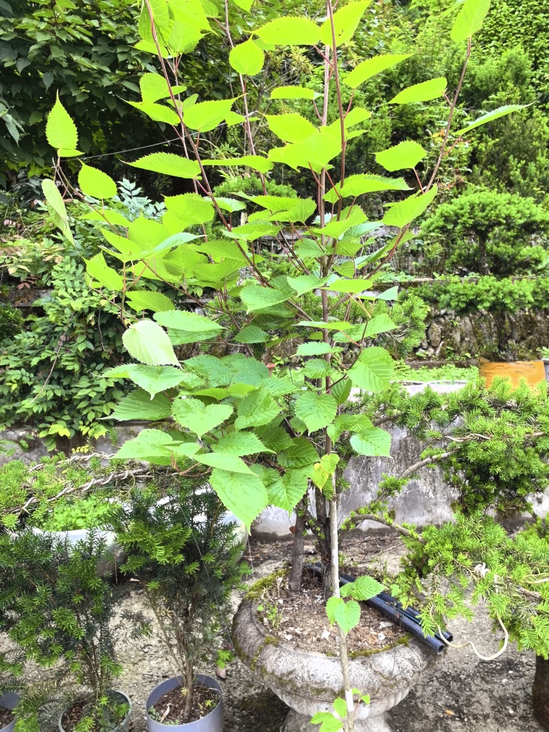 中华鸽子树珙桐杯苗盆栽别墅庭院观花叶室内绿植物基地直销新