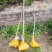 中华鸽子树珙桐杯苗盆栽别墅庭院观花叶室内绿植物基地直销新